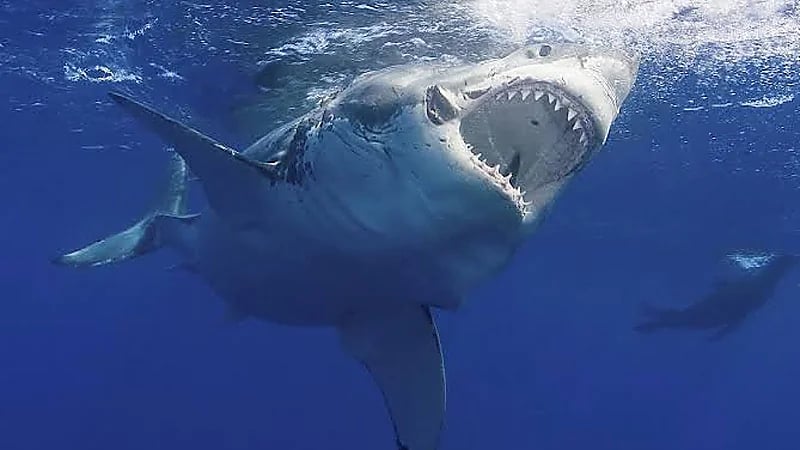 أستراليا تغلق أغلب شواطئها بسبب هجوم سمكة قرش على طفل