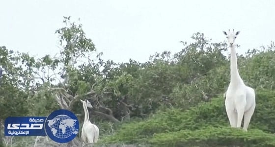 بالصور والفيديو.. ظهور زرافة بيضاء بكينيا