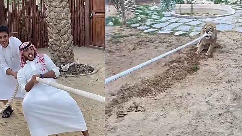 فيديو.. أسامة الدغيري يتحدى الأسد في شد الحبل