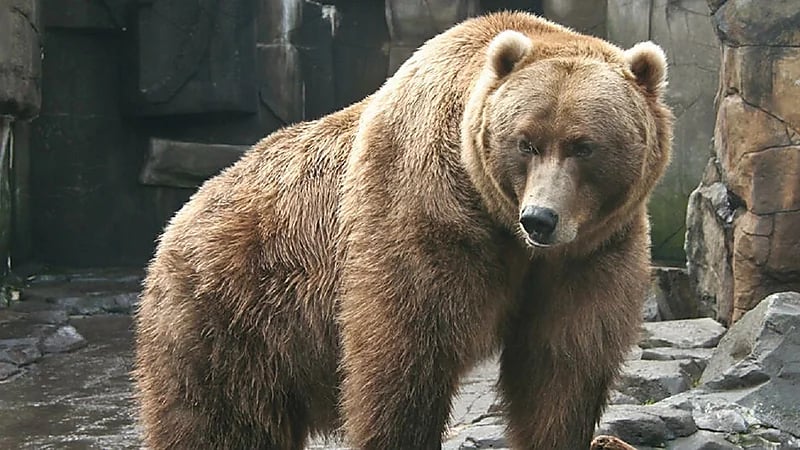 دب يثير ضجة في بغداد