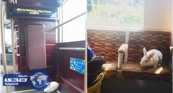 بالصور.. أرنب يثير دهشة رواد مواقع التواصل بتنقله في وسائل المواصلات