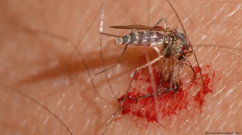 الشرطة تقبض على سارق باستخدام بعوضتين