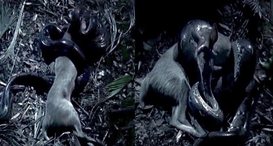 بالفيديو.. ثعبان ضخم يبتلع غزالا كاملا بطريقة مروعة