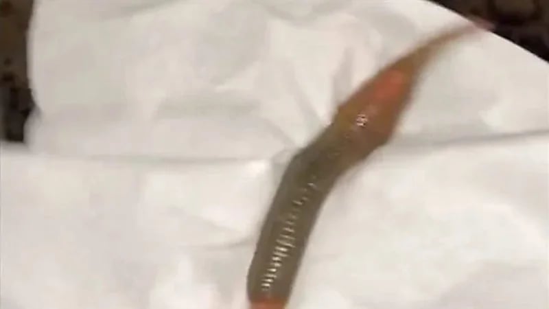 امرأة تتفاجأ بوجود مخلوق غريب في جواربها أثناء خلعها للحذاء