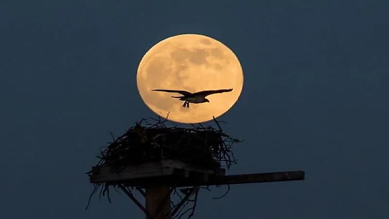 المسند: يكتمل القمر بدراً بعد منتصف الليلة