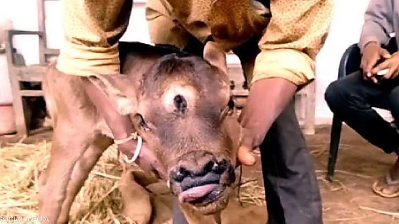 حالة نادرة.. ولادة عجل ب3 أعين و4 فتحات أنف