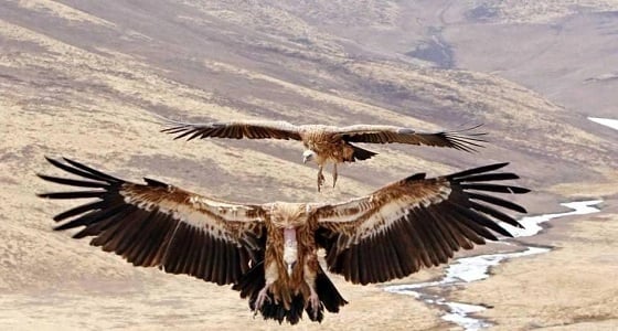 فيل يسمم 87 نسرا مهددا بالانقراض