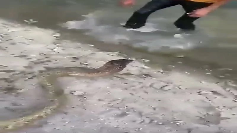 "الحياة الفطرية" تعلق على فيديو الشاب الذي ظهر يلاعب "الكوبرا العربية"