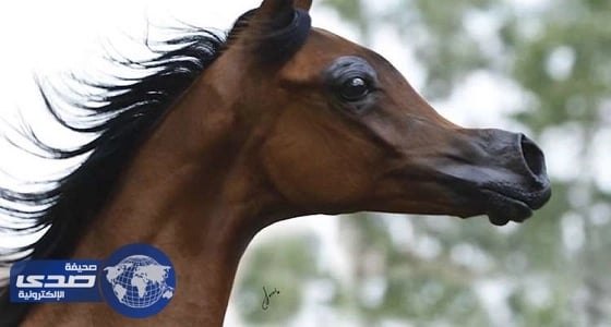 بالفيديو.. تهجين خيول عربية لتشبه أفلام الرسوم المتحركة