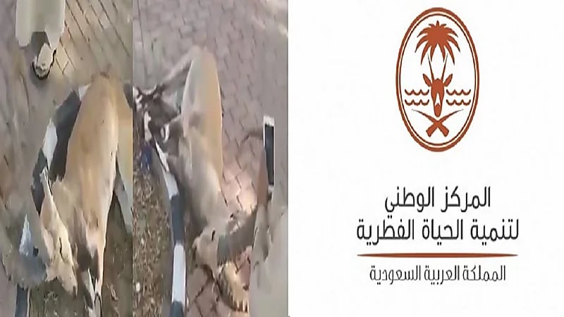 "الحياة الفطرية" يوضح أسباب نفوق وعول بلجرشي التي أطلقت قبل أيام