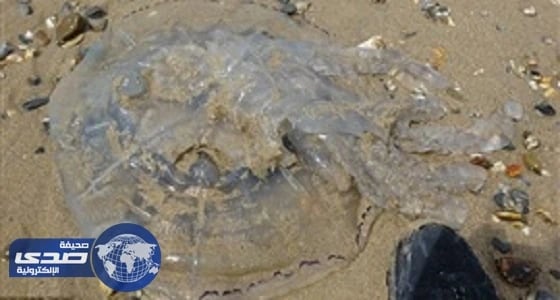 بالفيديو.. " قنديل البحر " يثير الذعر في بريطانيا