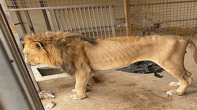 بالصور .. ضبط 4 أسود في إحدى الاستراحات بالقصيم