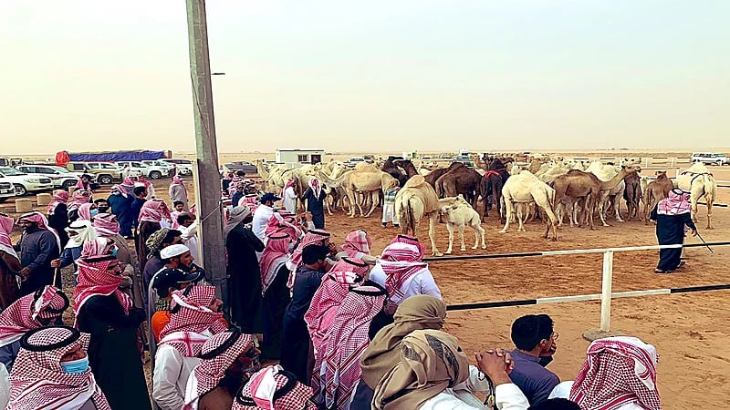 3 ملايين ريال.. مبيعات مزاد الإبل بعقلة الصقور في 4 أيام