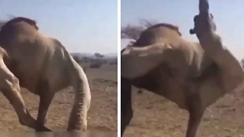 "البيئة" تكشف عن أسباب محاولة بعض الإبل أكل ونهش قدمه "فيديو"