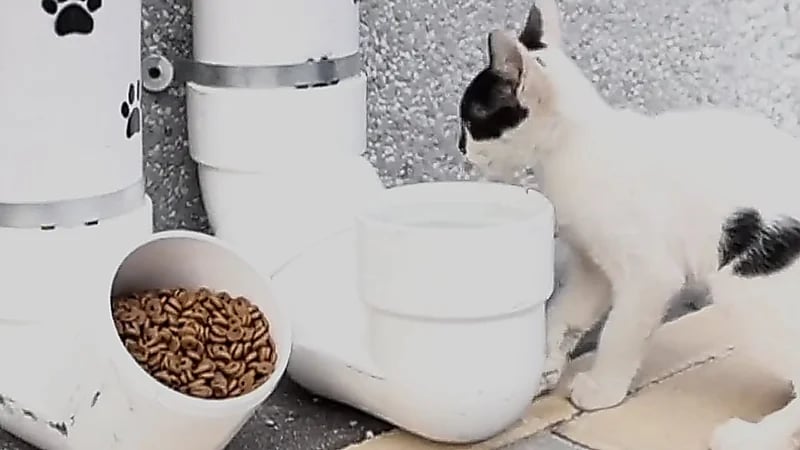 مبادرة لإطعام قطط الشارع في حائل .. فيديو