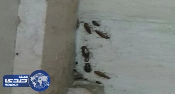 تسمم 3 أشخاص بعد تناولهم " شاورما " في مطعم بالطائف