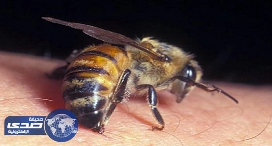 وفاة ثمانينية لدغتها دبابير 150 مرة