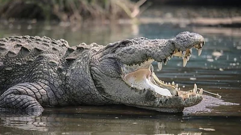 تمساح متوحش يفترس صبيًا حتى الموت