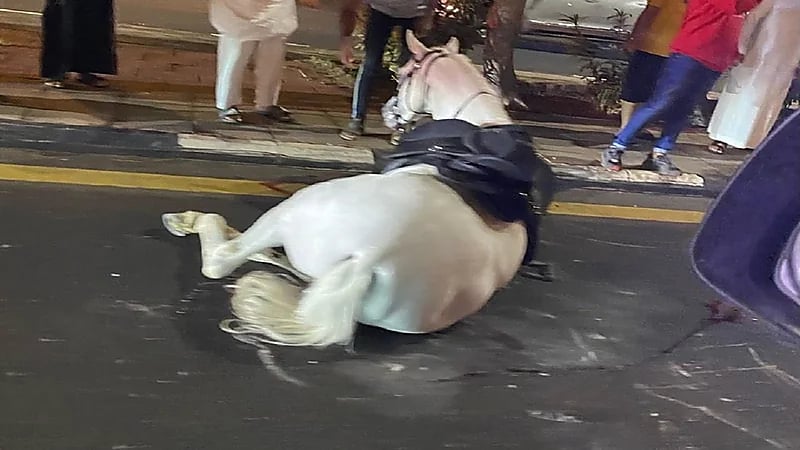 حصان يعرقل حركة السير في الطائف