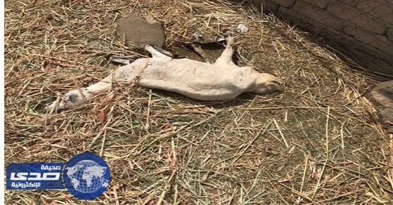 ضبط 9 رؤوس من الماعز و15 رأساً من الضأن غير صالحة للاستهلاك الأدمي