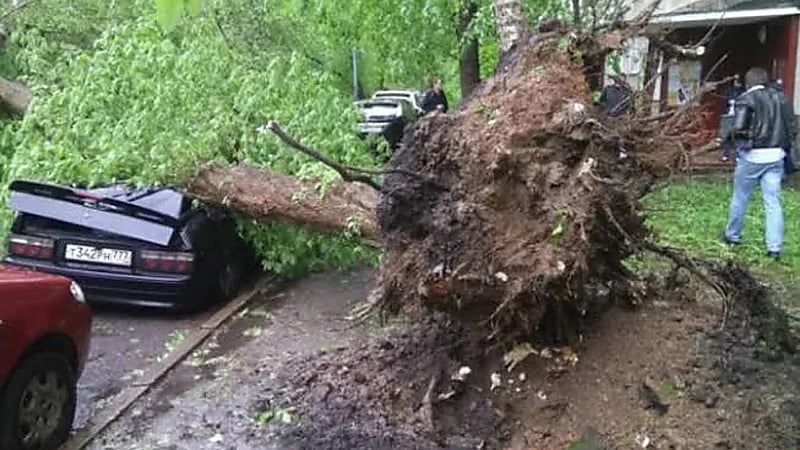 رياح عاتية تقتلع أشجار من مكانها في أمريكا .. فيديو