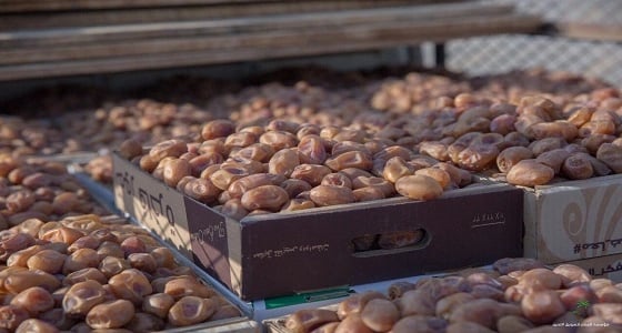 " تمور الخلاص " يحتل المرتبة الأولى لأعلى أشجار النخيل عددا في المملكة