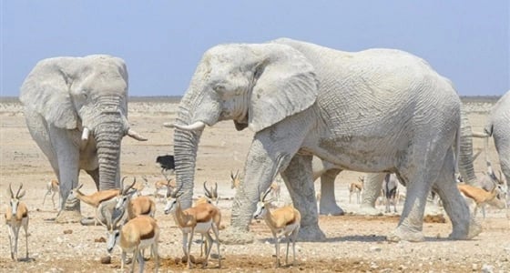 بالصور.. أفيال تحمي نفسها من الشمس بطريقة غريبة