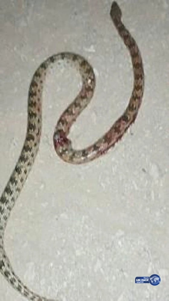 فتاة عشرينية تقتل أفعى سامة تسللت إلى منزل أسرتها