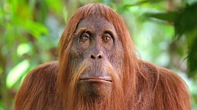 إنسان الغاب يثير الدهشة ويدخن السجائر داخل قفصه بحديقة حيوان