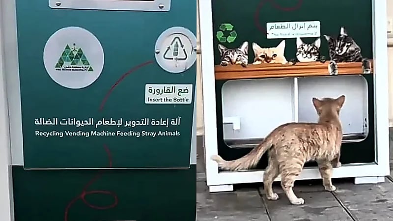 بلدية حائل تُطلق مبادرة لإعادة تدوير المخلفات إلى طعام للحيوانات الضالة.. فيديو