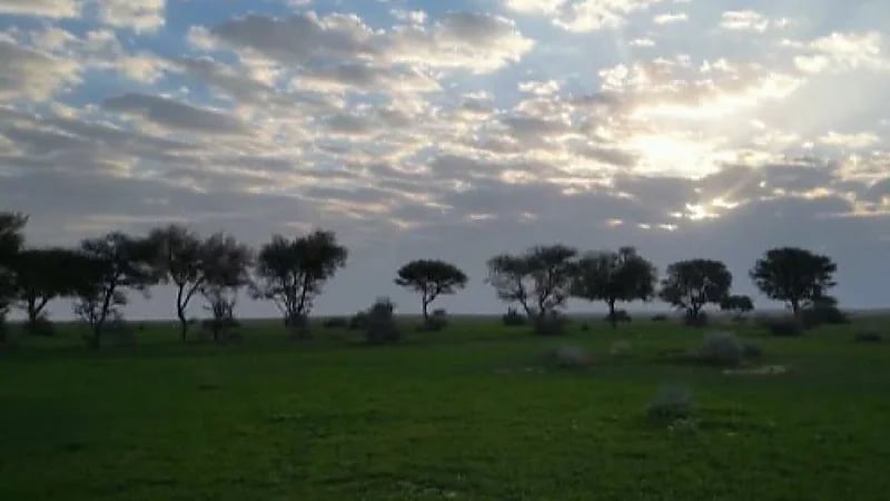 محمية الإمام تركي بن عبدالله الملكية تسهم بزيادة الغطاء النباتي 6.5 ٪؜