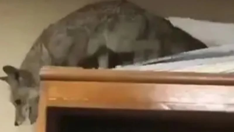 بالفيديو.. ثعلب يقتحم ⁧‫وزارة النفط‬⁩ العراقية ويتجول في أروقة الوزارة