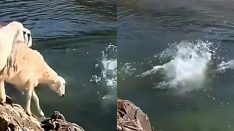 قطيع من الأغنام يتعلمون السباحة في أحد وديان المملكة .. فيديو