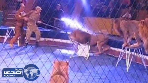 بالفيديو.. أسد يحاول التهام مدربه اثناء عرض مباشر بأوكرانيا