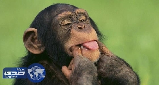 ترحيل قرد أدمن المخدرات لمشاركة مالكه الكويتي جلساته الخاصة