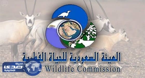 مصادرة 360 حيوانًا مهددًا بالانقراض بينها 15 قردًا خضغت للاتجار غير القانوني