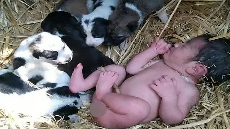 شاهد.. " كلبة" تنقذ طفلة حديثة الولادة من الموت المحتم