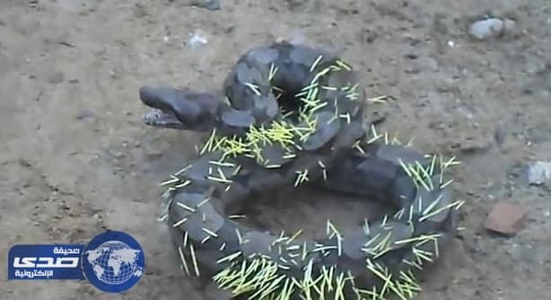بالفيديو.. ثُعبان يُحاول ألتهام قُنفذ .. فماذا حدث له ؟َ!