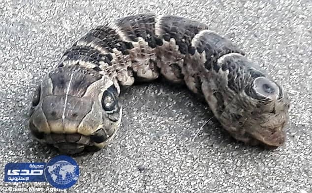 بالفيديو.. العثور علي مخلوق غريب ذو رأسان يٌشبه الافعي