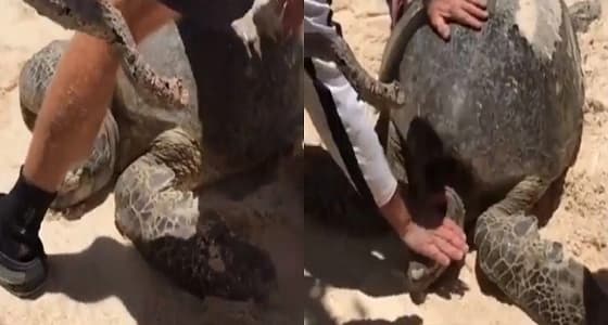 بالفيديو.. سياح ينقذون سلحفاة مائية ضخمة ضلت طريقها