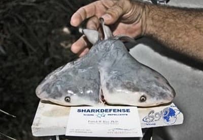 أول سمكة قرش برأسين في التاريخ