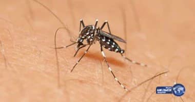 ثبوت اول انتشار محلي لفيروس زيكا في "فلوريدا" ...والسلطات تقاوم بالرش