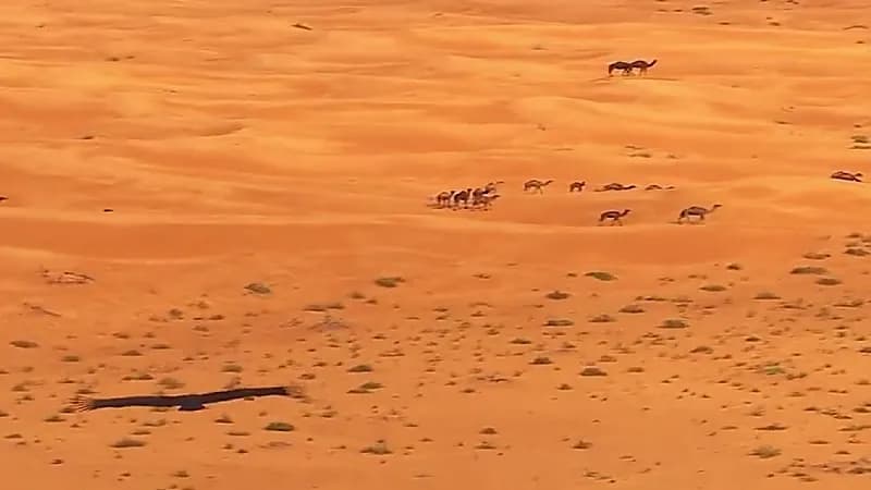 شاهد.. مشهد تم تداوله عالميا من مسار رالي داكار 2022 في المملكة