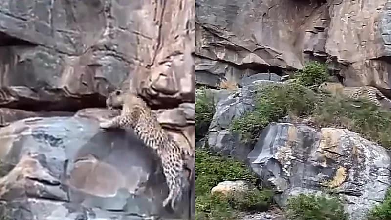 رصد النمر العربي في جبال بواط غرب المدينة المنورة .. فيديو