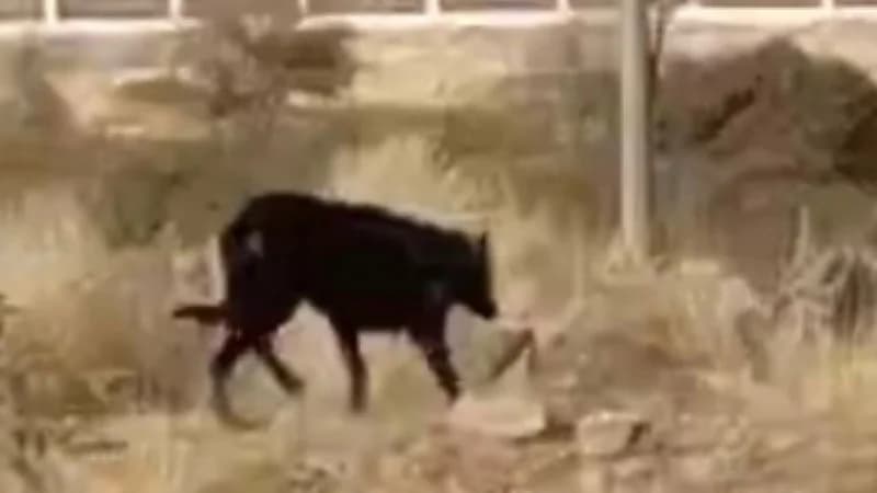 تشكيل فريق ميداني بأحد رفيدة للبحث عن كلب المربع السياحي