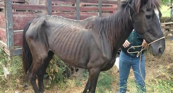 حملة دولية لوقف سوء معاملة الحيوانات العاملة