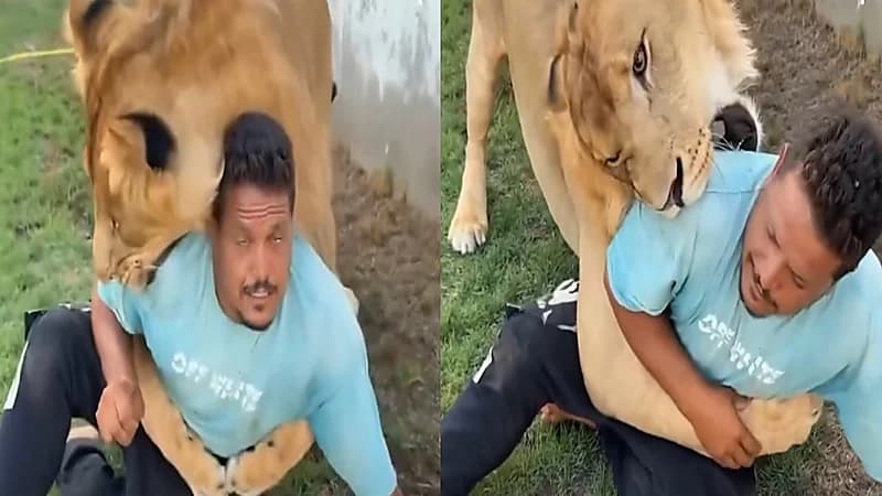 صاحب مزرعة يثير الجدل بإطلاقه أسد على عامل مصري في ليبيا.. فيديو