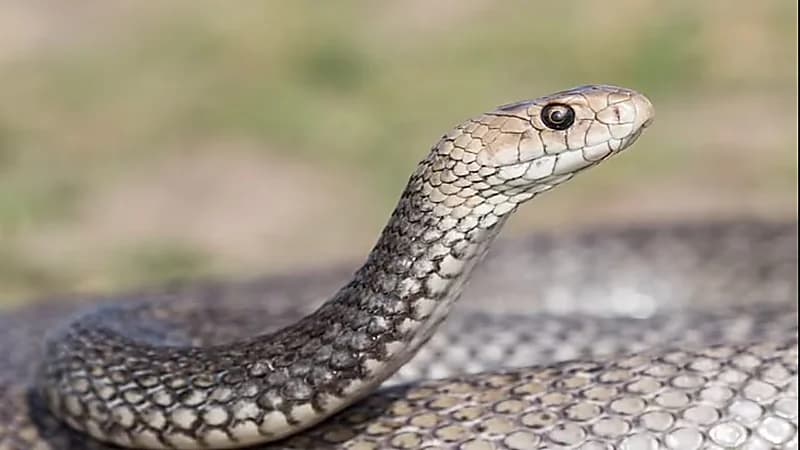 أم تجد أفعى داخل حذاء ابنتها