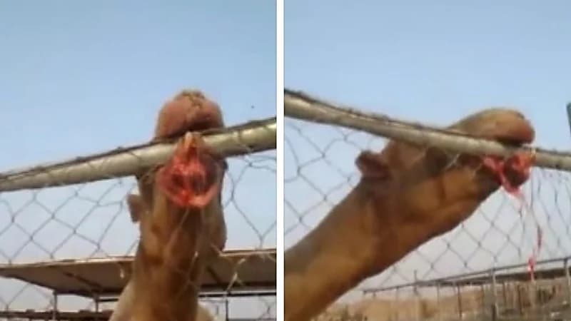 شاهد.. جمل هائج يقتل راعيه بعدما أكل رأسه
