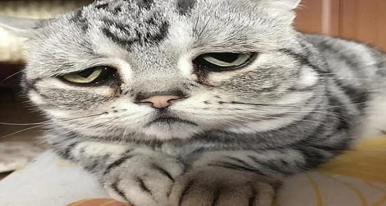 بالصور..قط بائس يحصل على 160 ألف متابع
